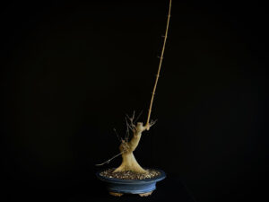 25N-62019 ACER BUERGERIANUM