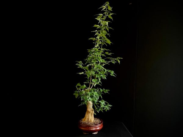 25N-62021 ACER BUERGERIANUM