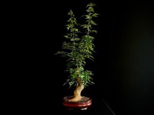25N-62021 ACER BUERGERIANUM
