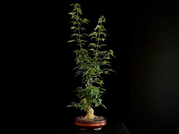 25N-62021 ACER BUERGERIANUM