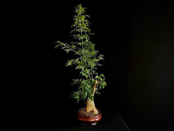 25N-62021 ACER BUERGERIANUM