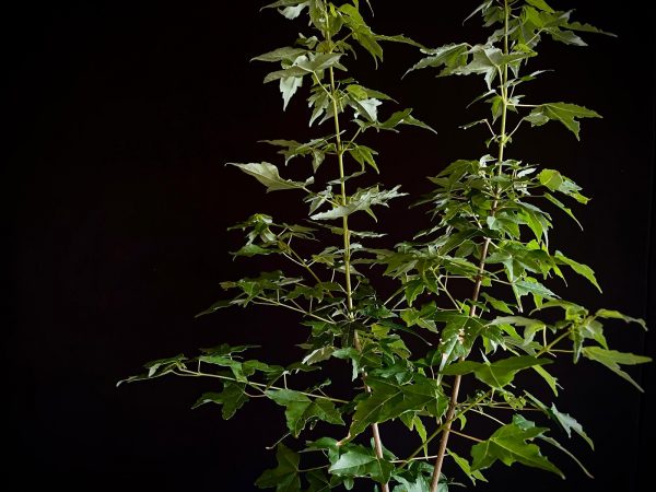 25N-62021 ACER BUERGERIANUM