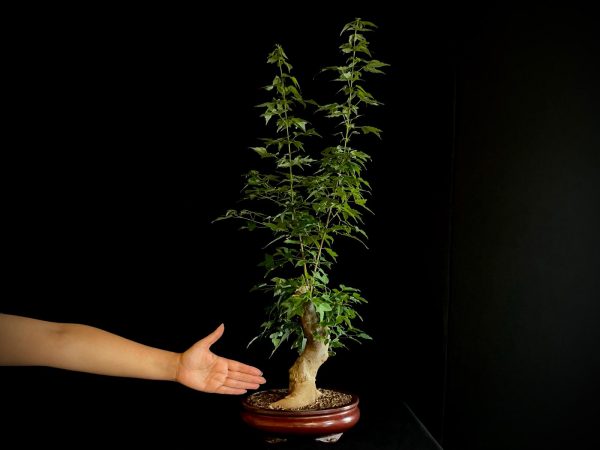 25N-62021 ACER BUERGERIANUM