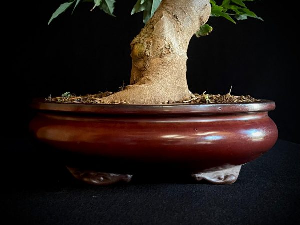 25N-62021 ACER BUERGERIANUM