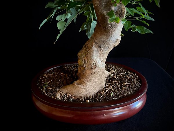25N-62021 ACER BUERGERIANUM
