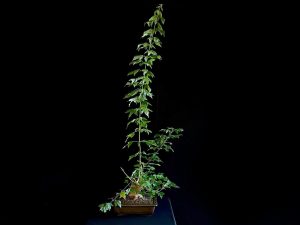 25N-62022 ACER BUERGERIANUM