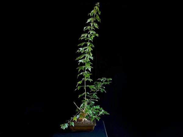 25N-62022 ACER BUERGERIANUM