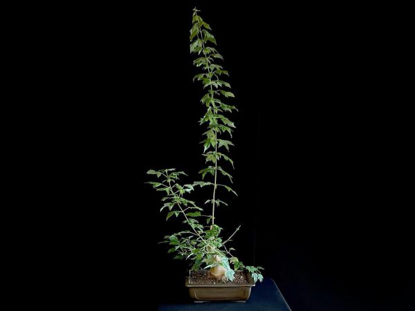 25N-62022 ACER BUERGERIANUM