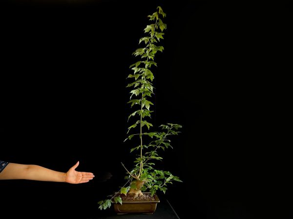 25N-62022 ACER BUERGERIANUM