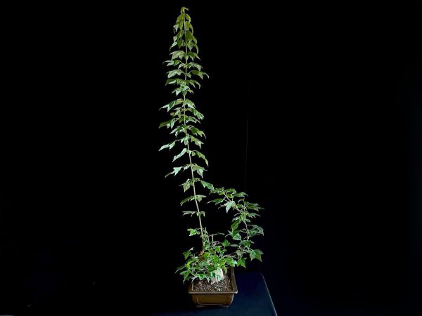 25N-62022 ACER BUERGERIANUM