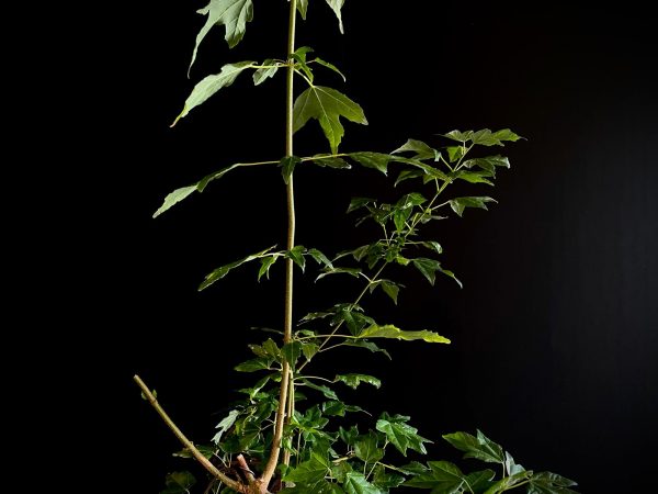 25N-62022 ACER BUERGERIANUM