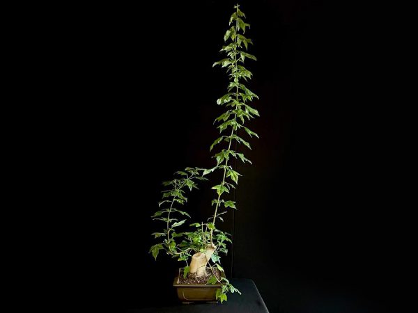 25N-62022 ACER BUERGERIANUM