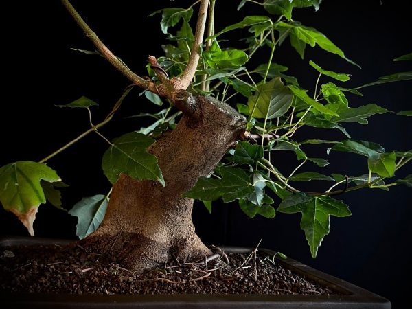25N-62022 ACER BUERGERIANUM