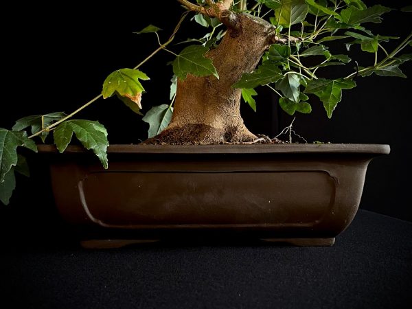 25N-62022 ACER BUERGERIANUM