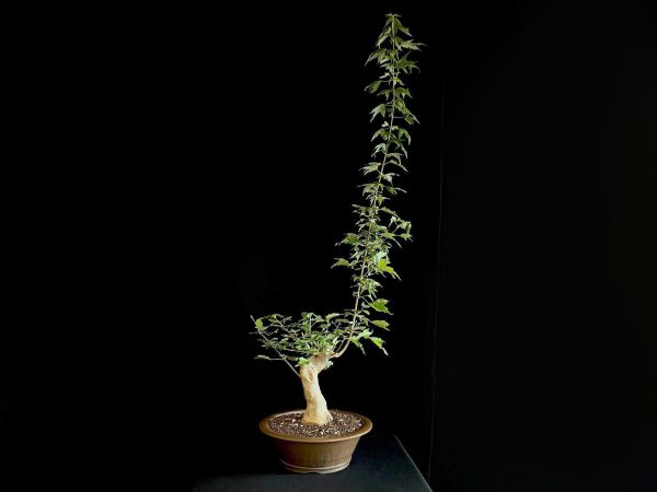 25N-62023 ACER BUERGERIANUM