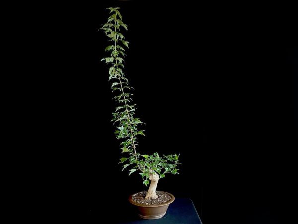 25N-62023 ACER BUERGERIANUM