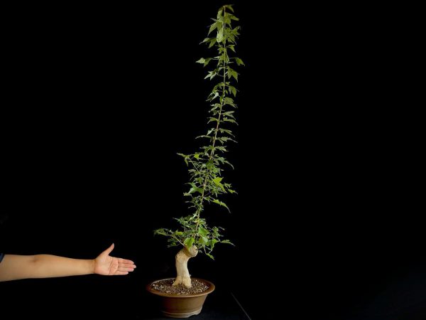 25N-62023 ACER BUERGERIANUM