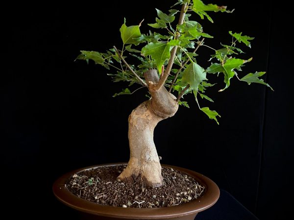 25N-62023 ACER BUERGERIANUM