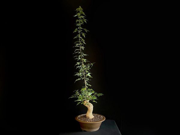 25N-62023 ACER BUERGERIANUM
