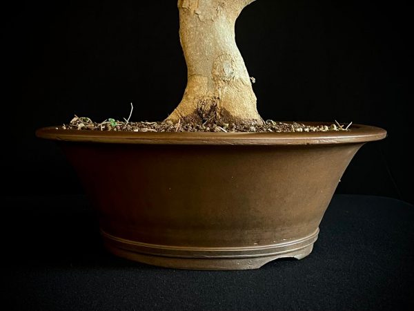 25N-62023 ACER BUERGERIANUM