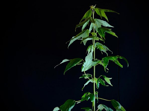 25N-62023 ACER BUERGERIANUM
