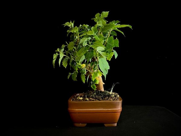 25N-62024 MORUS NIGRA