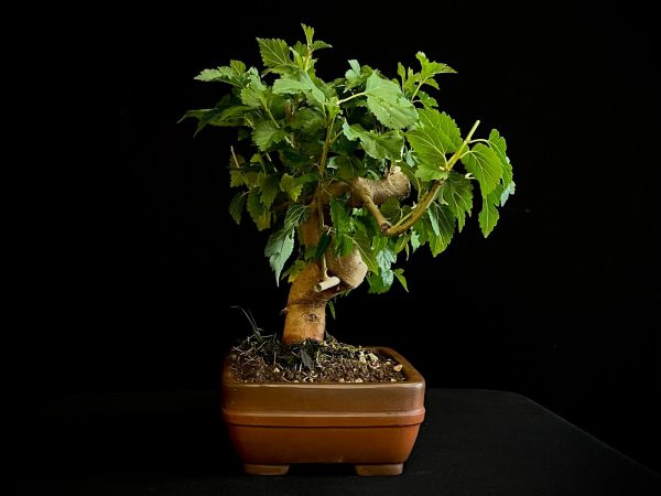 25N-62024 MORUS NIGRA