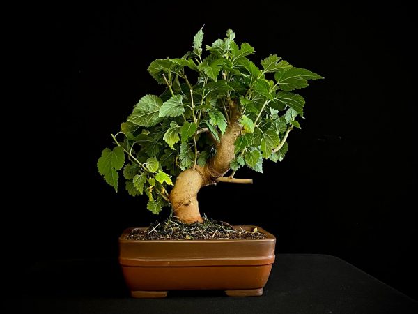 25N-62024 MORUS NIGRA