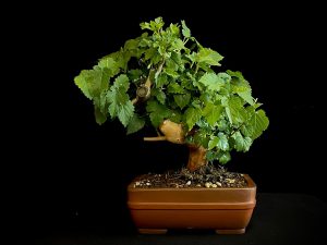 25N-62024 MORUS NIGRA