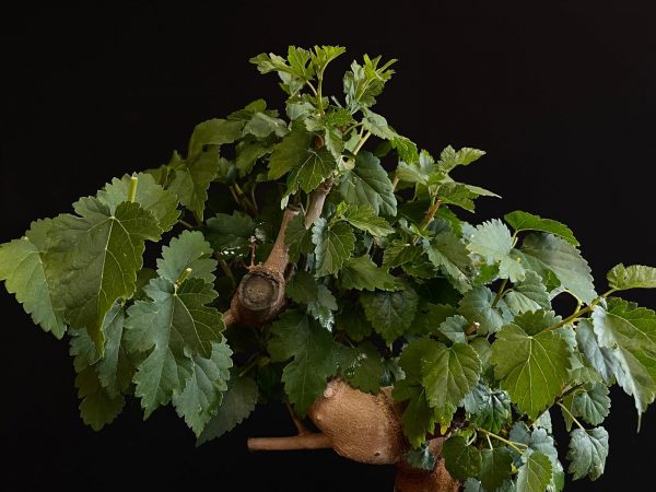 25N-62024 MORUS NIGRA