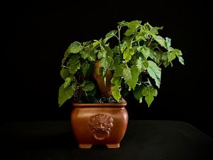 25N-62025 MORUS NIGRA