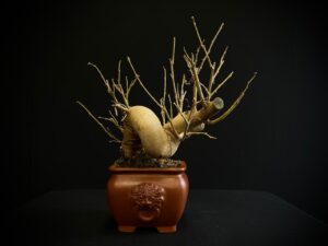 25N-62025 Morus Nigra