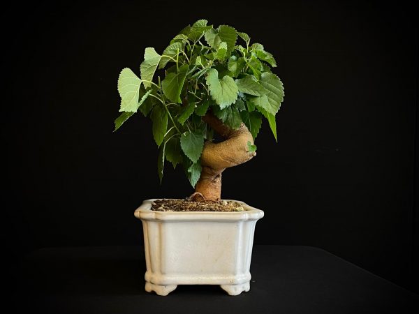 25N-62026 MORUS NIGRA