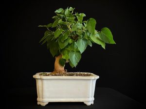 25N-62026 MORUS NIGRA