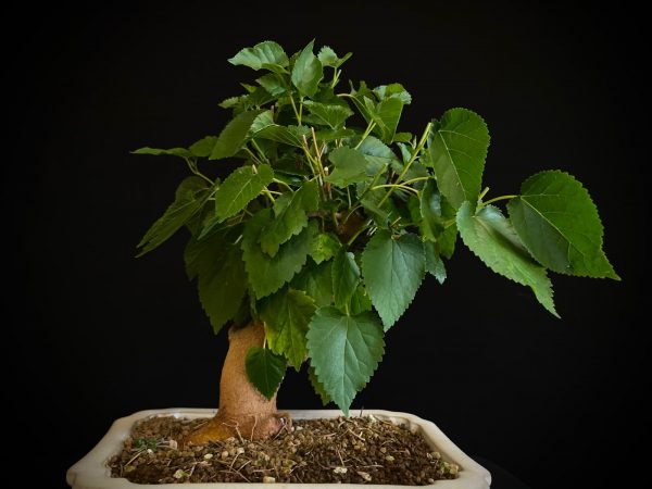 25N-62026 MORUS NIGRA