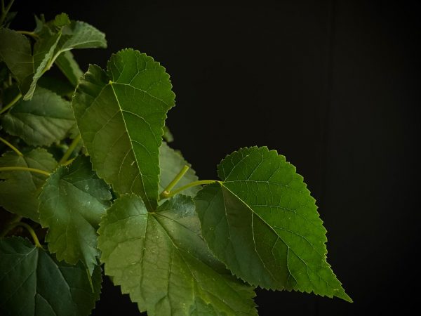 25N-62026 MORUS NIGRA