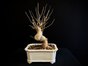 25N-62026 GRANADO NEJIKAN