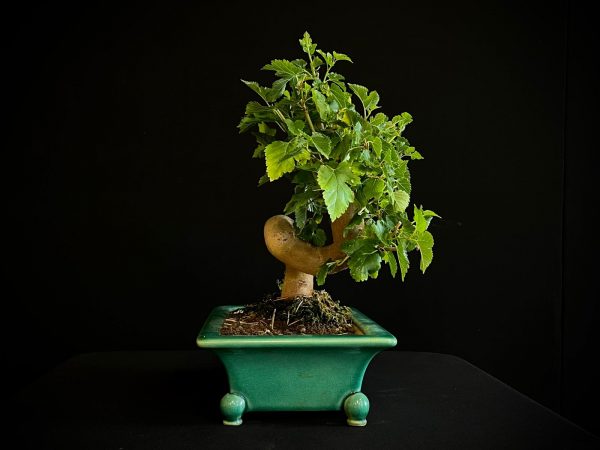25N-62027 MORUS NIGRA