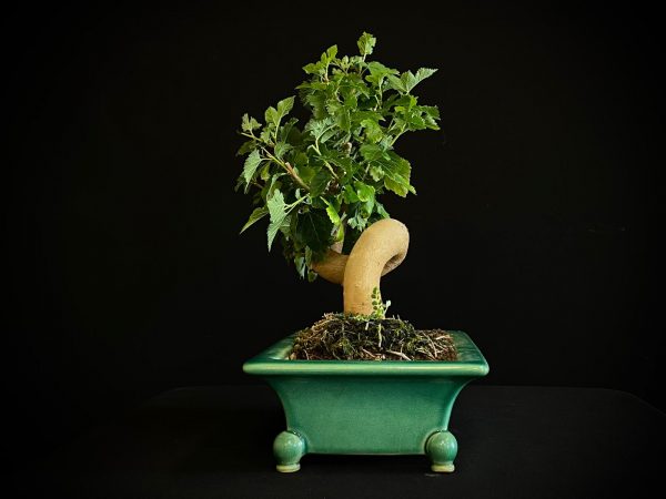 25N-62027 MORUS NIGRA