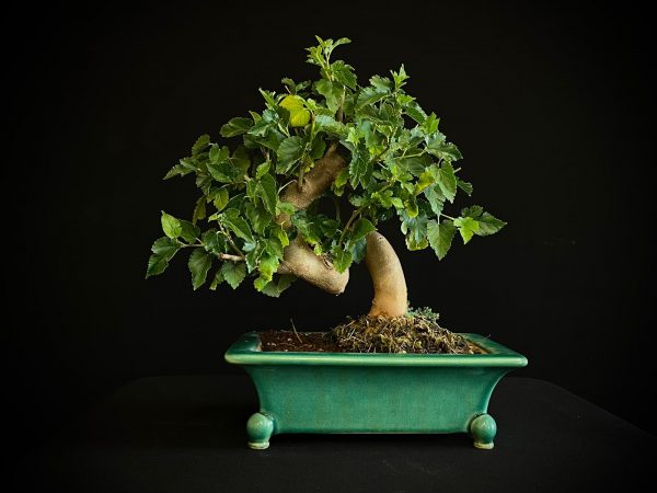 25N-62027 MORUS NIGRA