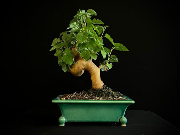 25N-62028 MORUS NIGRA