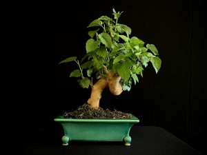 25N-62028 MORUS NIGRA