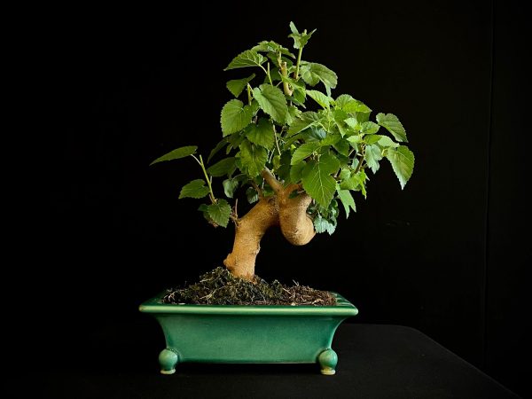 25N-62028 MORUS NIGRA