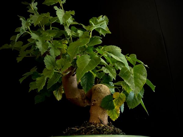 25N-62029 MORUS NIGRA