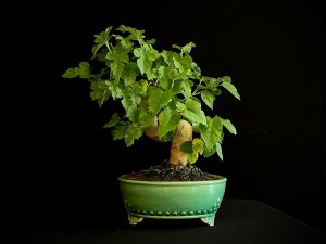 25N-62029 MORUS NIGRA