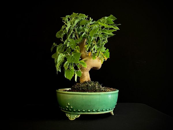 25N-62029 MORUS NIGRA