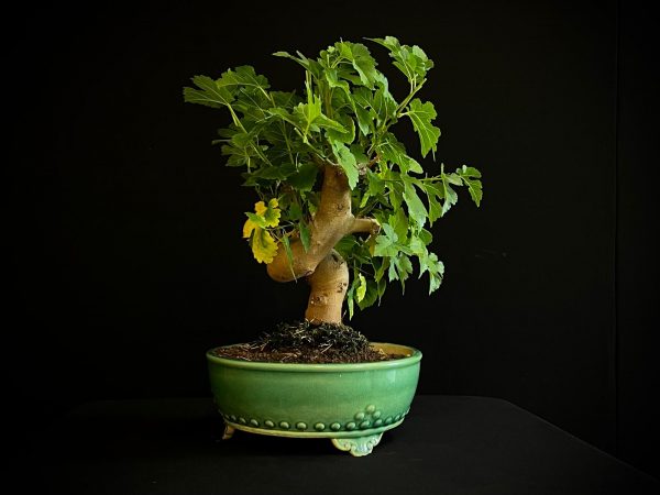 25N-62029 MORUS NIGRA