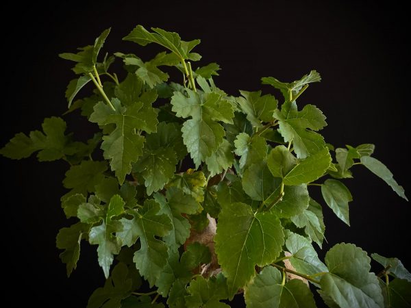 25N-62029 MORUS NIGRA