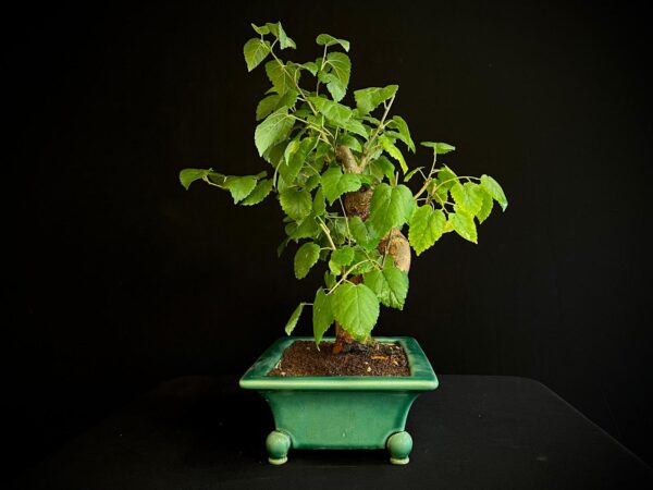25N-62030 MORUS NIGRA