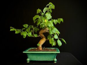 25N-62030 MORUS NIGRA